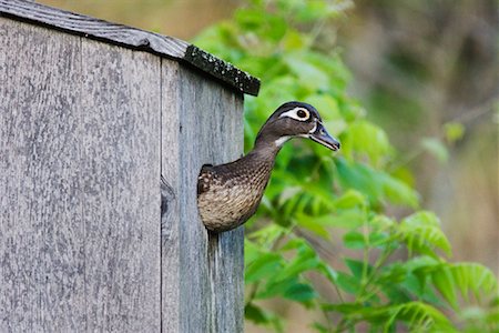 simsearch:600-00934005,k - Wood Duck in Nesting Box Stock Photo - Premium Royalty-Free, Code: 600-00934010