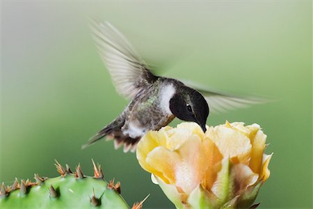 Black-Chinned Hummingbird at Prickly Pear Cactus Foto de stock - Sin royalties Premium, Código: 600-00934029