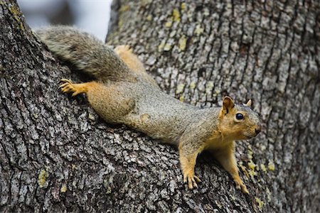 Squirrel in Oak Tree Stock Photo - Premium Royalty-Free, Code: 600-00934037