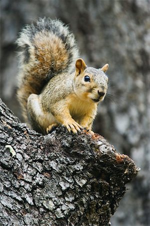 simsearch:700-00189324,k - Squirrel in Oak Tree Foto de stock - Royalty Free Premium, Número: 600-00934039