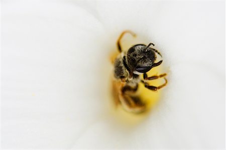 simsearch:600-00934016,k - Close-Up of Bee in Flower Stock Photo - Premium Royalty-Free, Code: 600-00934033
