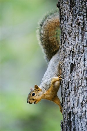 Squirrel on Oak Tree Stock Photo - Premium Royalty-Free, Code: 600-00934044