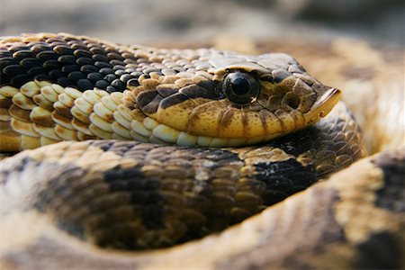 simsearch:600-01030150,k - Coiled Hognosed Snake Stock Photo - Premium Royalty-Free, Code: 600-00934045