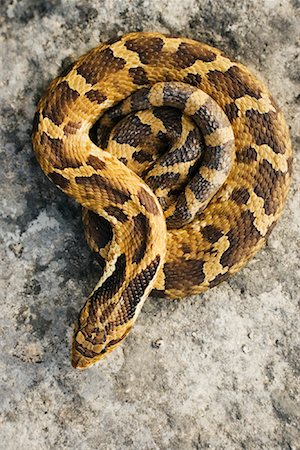 simsearch:600-00933934,k - Coiled Hognosed Snake Stock Photo - Premium Royalty-Free, Code: 600-00934046