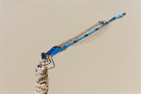 fly (insect) - Damselfly Stock Photo - Premium Royalty-Free, Code: 600-00934048