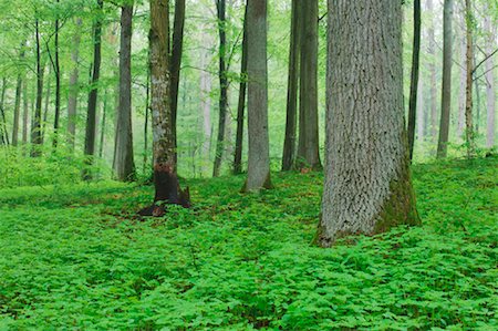 simsearch:600-00934928,k - Deciduous Forest in Spring, Spessart, Bavaria, Germany Stock Photo - Premium Royalty-Free, Code: 600-00934924