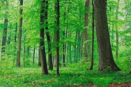 simsearch:600-00934928,k - Deciduous Forest in Spring, Spessart, Bavaria, Germany Stock Photo - Premium Royalty-Free, Code: 600-00934925