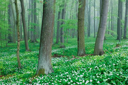 Beech Tree Forest, Hainich National Park, Thuringia, Germany Fotografie stock - Premium Royalty-Free, Codice: 600-00934928