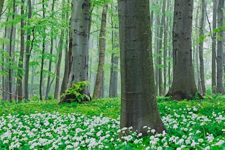 Beech Tree Forest, Hainich National Park, Thuringia, Germany Fotografie stock - Premium Royalty-Free, Codice: 600-00934929