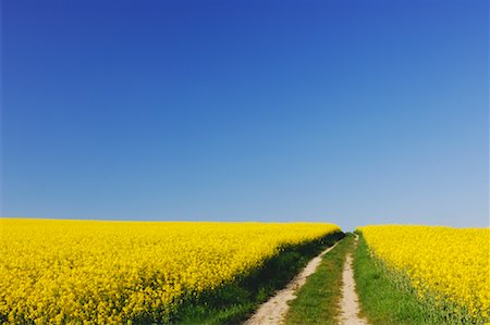 simsearch:600-01196303,k - Chemin d'accès dans le champ de Canola, Bavière, Allemagne Photographie de stock - Premium Libres de Droits, Code: 600-00934922