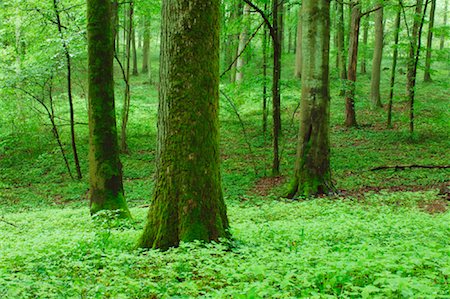 simsearch:600-00934930,k - Deciduous Forest in Spring, Spessart, Bavaria, Germany Foto de stock - Sin royalties Premium, Código: 600-00934923