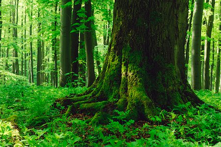 Grand tronc d'arbre dans la forêt, le Parc National Hainich, Thuringe, Allemagne Photographie de stock - Premium Libres de Droits, Code: 600-00934936