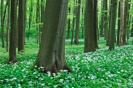 Beech Tree Forest, Hainich National Park, Thuringia, Germany Stock Photo - Premium Royalty-Free, Code: 600-00934937