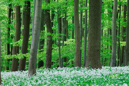 ramson - Beech Tree Forest, Hainich National Park, Thuringia, Germany Stock Photo - Premium Royalty-Free, Code: 600-00934938