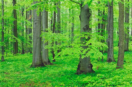 Beech Tree Forest, Hainich National Park, Thuringia, Germany Stock Photo - Premium Royalty-Free, Code: 600-00934930