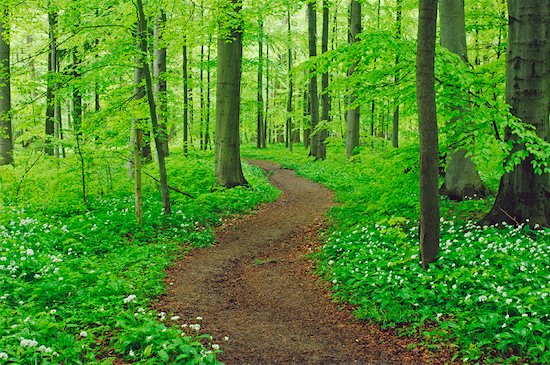 Path through Forest, Hainich National Park, Thuringia, Germany Foto de stock - Sin royalties Premium, Artista: Martin Ruegner, Código de la imagen: 600-00934932