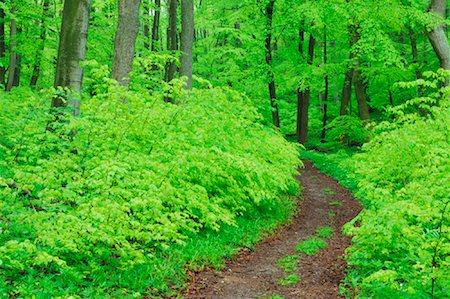 Chemin à travers la forêt, le Parc National Hainich, Thuringe, Allemagne Photographie de stock - Premium Libres de Droits, Code: 600-00934933