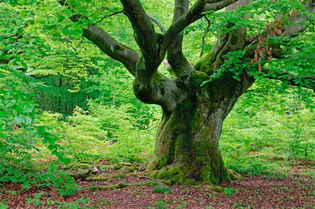 simsearch:600-00934930,k - Old Beech Tree in Forest, Kellerwald-Edersee National Park, Hesse, Germany Foto de stock - Sin royalties Premium, Código: 600-00934945