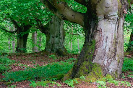 simsearch:600-00934928,k - Old Beech Trees in Forest, Kellerwald-Edersee National Park, Hesse, Germany Stock Photo - Premium Royalty-Free, Code: 600-00934946