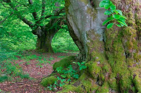 simsearch:600-00934928,k - Old Beech Trees in Forest, Kellerwald-Edersee National Park, Hesse, Germany Stock Photo - Premium Royalty-Free, Code: 600-00934947