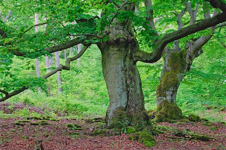 simsearch:600-00934930,k - Old Beech Trees in Forest, Kellerwald-Edersee National Park, Hesse, Germany Foto de stock - Sin royalties Premium, Código: 600-00934948