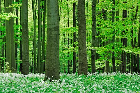 ramson - Beech Tree Forest, Hainich National Park, Thuringia, Germany Stock Photo - Premium Royalty-Free, Code: 600-00934940