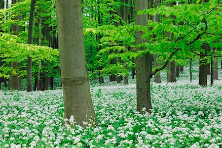 Hêtre forêt, Parc National de Hainich, Thuringe, Allemagne Photographie de stock - Premium Libres de Droits, Code: 600-00934941
