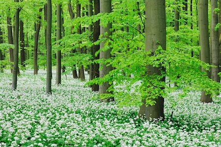 Hêtre forêt, Parc National de Hainich, Thuringe, Allemagne Photographie de stock - Premium Libres de Droits, Code: 600-00934942