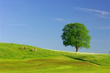 sycamore tree pictures - Sycamore and Cows in Pasture, Allgau, Bavaria, Germany Stock Photo - Premium Royalty-Free, Code: 600-00934955