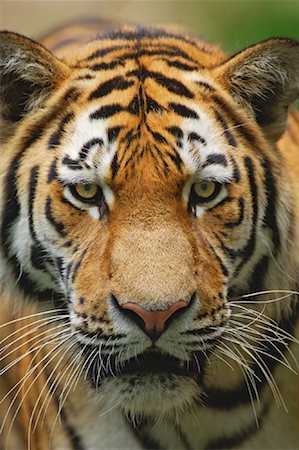 Siberian Tiger Stock Photo - Premium Royalty-Free, Code: 600-00934985