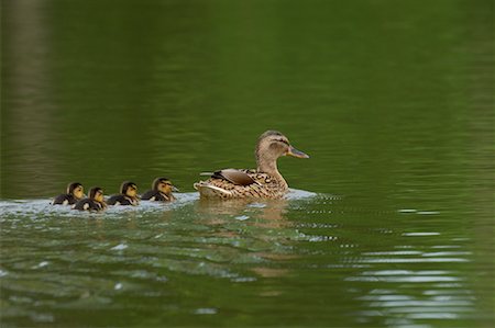 five animals - Mallard with Ducklings Foto de stock - Sin royalties Premium, Código: 600-00934982