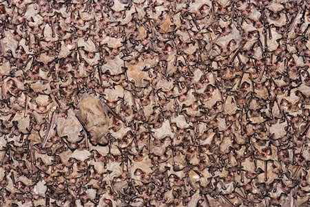 Mexican Free-Tailed Bats Roosting Stock Photo - Premium Royalty-Free, Code: 600-00933934