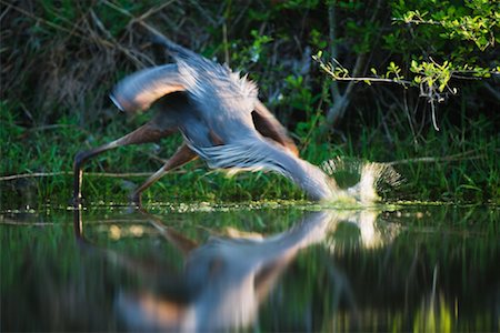 Great Blue Heron Fishing Fotografie stock - Premium Royalty-Free, Codice: 600-00933944