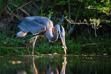 Great Blue Heron Fishing Foto de stock - Sin royalties Premium, Código: 600-00933945