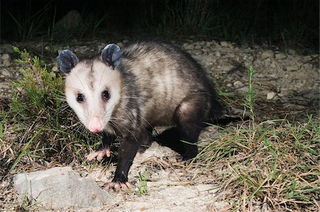 simsearch:600-00933934,k - Possum at Night Stock Photo - Premium Royalty-Free, Code: 600-00933955