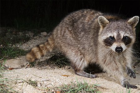 procyon lotor - Raccoon at Night Foto de stock - Sin royalties Premium, Código: 600-00933958