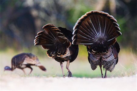 Male Rio Grande Wild Turkeys Following Female Stock Photo - Premium Royalty-Free, Code: 600-00933962