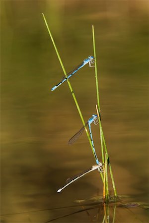 damselfly - Mating Damselflies Stock Photo - Premium Royalty-Free, Code: 600-00933963