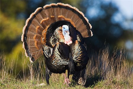 Rio Grande Wild Turkey Stock Photo - Premium Royalty-Free, Code: 600-00933971