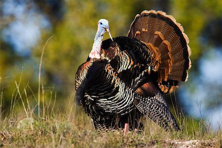 Rio Grande Wild Turkey Stock Photo - Premium Royalty-Free, Code: 600-00933972
