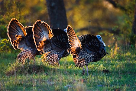 Rio Grande Wild Turkeys Stock Photo - Premium Royalty-Free, Code: 600-00933973