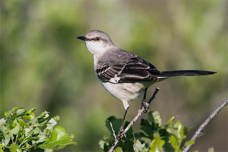 Mockingbird Stock Photo - Premium Royalty-Free, Code: 600-00933983