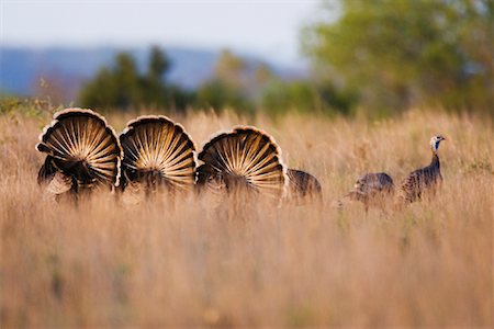 five animals - Rio Grande Wild Turkey Foto de stock - Sin royalties Premium, Código: 600-00933996