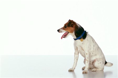 simsearch:693-03303246,k - Portrait of Dog Photographie de stock - Premium Libres de Droits, Code: 600-00948333