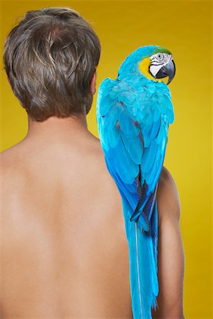 Homme avec perroquet Photographie de stock - Premium Libres de Droits, Code: 600-00949065