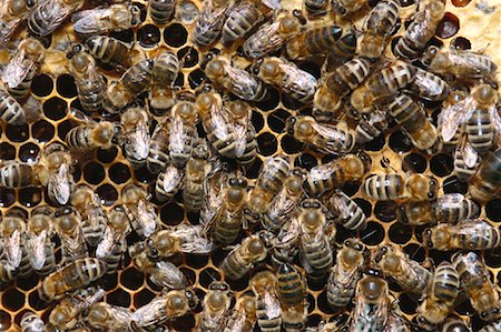 simsearch:600-00934993,k - Honeybees in Honeycomb Stock Photo - Premium Royalty-Free, Code: 600-00954151