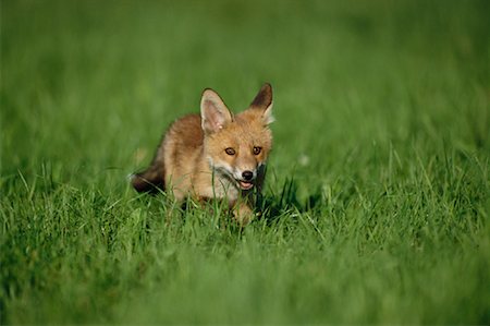 simsearch:600-03229303,k - Red Fox Pup Stock Photo - Premium Royalty-Free, Code: 600-00954161