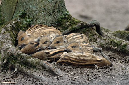 family ,huddle - Group of Baby Wild Boar Foto de stock - Sin royalties Premium, Código: 600-00954178