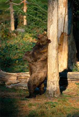 standing on hind legs - Ours brun Photographie de stock - Premium Libres de Droits, Code: 600-00954172