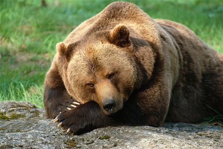 simsearch:600-03067861,k - Portrait of Brown Bear Foto de stock - Royalty Free Premium, Número: 600-00954173